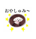 まろん君のスタンプbyタップママ（個別スタンプ：8）