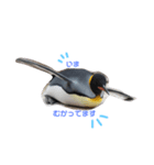 実写ペンギン（個別スタンプ：1）