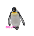 実写ペンギン（個別スタンプ：2）
