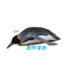 実写ペンギン（個別スタンプ：3）