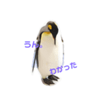 実写ペンギン（個別スタンプ：4）