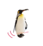 実写ペンギン（個別スタンプ：5）
