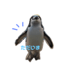 実写ペンギン（個別スタンプ：6）