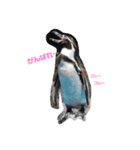 実写ペンギン（個別スタンプ：7）