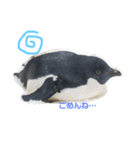 実写ペンギン（個別スタンプ：8）