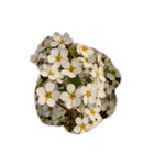 雪柳花♡2（個別スタンプ：3）