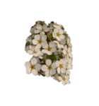 雪柳花♡2（個別スタンプ：5）