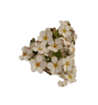 雪柳花♡2（個別スタンプ：6）