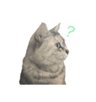 ハルという名の猫のスタンプ（個別スタンプ：1）