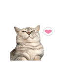 ハルという名の猫のスタンプ（個別スタンプ：2）