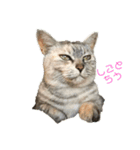 ハルという名の猫のスタンプ（個別スタンプ：3）