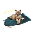 ハルという名の猫のスタンプ（個別スタンプ：5）