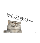 ハルという名の猫のスタンプ（個別スタンプ：7）