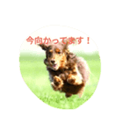 日常使い(チョコタンダックスのレオ)（個別スタンプ：6）