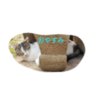 Uchi no chibi tan（個別スタンプ：1）