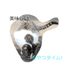 Uchi no chibi tan（個別スタンプ：8）