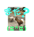 トカラ山羊 つくし1（個別スタンプ：4）