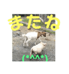 トカラ山羊 つくし1（個別スタンプ：6）