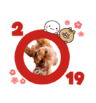 トイプードル 2019（個別スタンプ：3）
