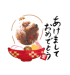 トイプードル 2019（個別スタンプ：4）