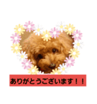 トイプードル 2019（個別スタンプ：8）