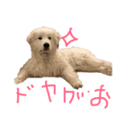 グレピ琥珀スタンプ2（個別スタンプ：2）