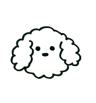 トイプードルのロビン（個別スタンプ：2）