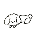 トイプードルのロビン（個別スタンプ：13）