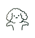トイプードルのロビン（個別スタンプ：22）