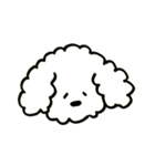 トイプードルのロビン（個別スタンプ：30）