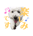 トイプードルのまっちゃん（個別スタンプ：2）
