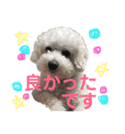 トイプードルのまっちゃん（個別スタンプ：3）