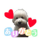 トイプードルのまっちゃん（個別スタンプ：5）
