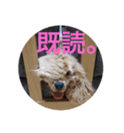 アメリカンコッカースパニエルのぼーちゃん（個別スタンプ：3）
