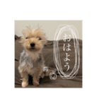 こむぎのいる生活①（個別スタンプ：3）