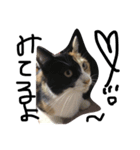 みけねこのちくわ^ ^（個別スタンプ：1）