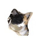 みけねこのちくわ^ ^（個別スタンプ：4）