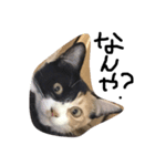 みけねこのちくわ^ ^（個別スタンプ：5）