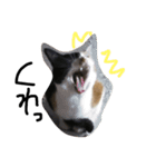 みけねこのちくわ^ ^（個別スタンプ：6）