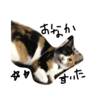 みけねこのちくわ^ ^（個別スタンプ：7）