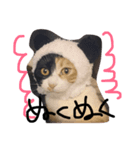 みけねこのちくわ^ ^（個別スタンプ：8）
