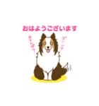 シェルティちゃんスタンプ（個別スタンプ：3）