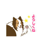 シェルティちゃんスタンプ（個別スタンプ：5）