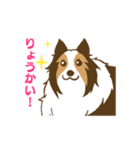 シェルティちゃんスタンプ（個別スタンプ：6）