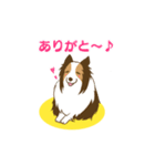 シェルティちゃんスタンプ（個別スタンプ：7）