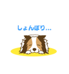 シェルティちゃんスタンプ（個別スタンプ：13）