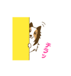 シェルティちゃんスタンプ（個別スタンプ：14）