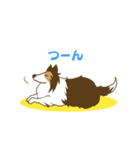 シェルティちゃんスタンプ（個別スタンプ：16）