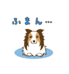 シェルティちゃんスタンプ（個別スタンプ：22）