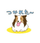 シェルティちゃんスタンプ（個別スタンプ：24）